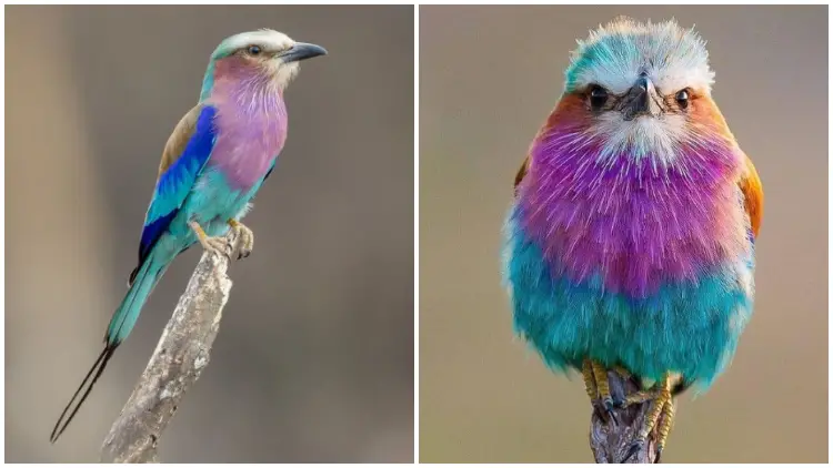 Meet the Lilac-Breasted Roller, the Most Captivating Bird Soaring the African Skies