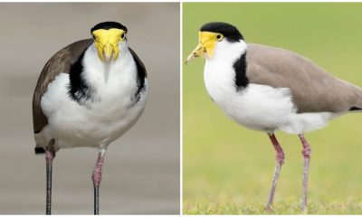 Meet the Masked Lapwing Bird, The Careful Noise-Maker with Yellow Facial Features and a Black Shoulder Band