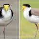 Meet the Masked Lapwing Bird, The Careful Noise-Maker with Yellow Facial Features and a Black Shoulder Band