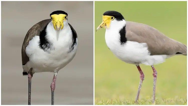 Meet the Masked Lapwing Bird, The Careful Noise-Maker with Yellow Facial Features and a Black Shoulder Band