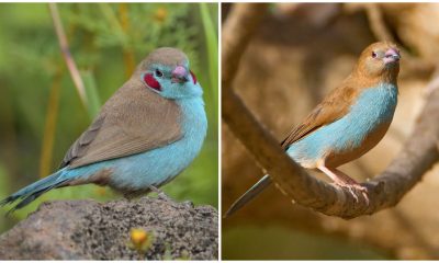 Meet the Red-cheeked Cordon-bleu, The Africa's Cutest Flying Species