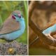 Meet the Red-cheeked Cordon-bleu, The Africa's Cutest Flying Species