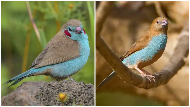 Meet the Red-cheeked Cordon-bleu, The Africa's Cutest Flying Species