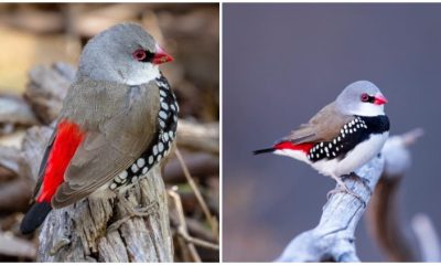 Meet the Stunning Bird with White, Red, and Black Plumage That Resembles Precious Christmas Decorations