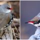 Meet the Stunning Bird with White, Red, and Black Plumage That Resembles Precious Christmas Decorations