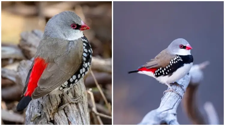 Meet the Stunning Bird with White, Red, and Black Plumage That Resembles Precious Christmas Decorations