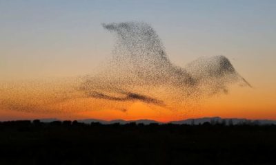 Meet the Unbelievable Sight of Birds Soaring Together