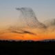 Meet the Unbelievable Sight of Birds Soaring Together