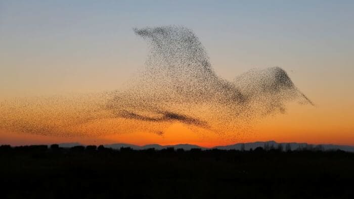Meet the Unbelievable Sight of Birds Soaring Together