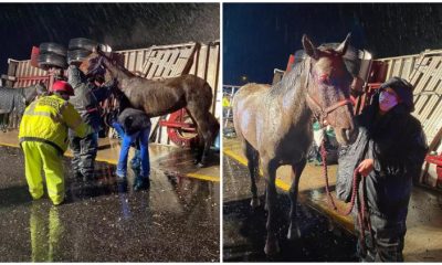 Missouri Rescues 11 Horses from 'Devastating' Tractor-Trailer Accident That Claims Lives of 14 Animals