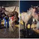 Missouri Rescues 11 Horses from 'Devastating' Tractor-Trailer Accident That Claims Lives of 14 Animals