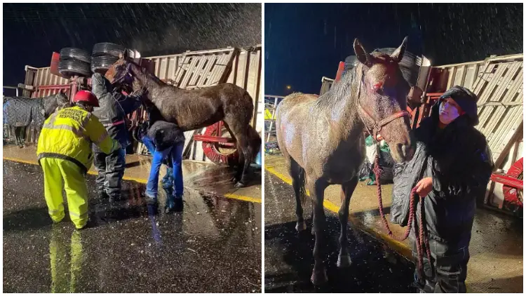 Missouri Rescues 11 Horses from 'Devastating' Tractor-Trailer Accident That Claims Lives of 14 Animals