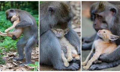 Monkey Adopted a Little Kitten and Cradled It with Motherly Love