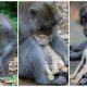 Monkey Adopted a Little Kitten and Cradled It with Motherly Love