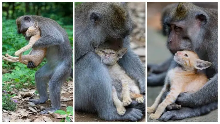 Monkey Adopted a Little Kitten and Cradled It with Motherly Love