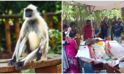 Monkey Showed Up at a Funeral to Express Its Mourning for The Man Who Had Been Feeding Her