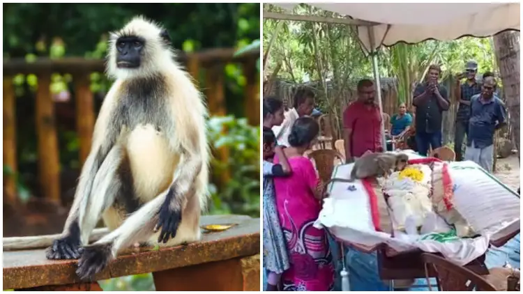Monkey Showed Up at a Funeral to Express Its Mourning for The Man Who Had Been Feeding Her