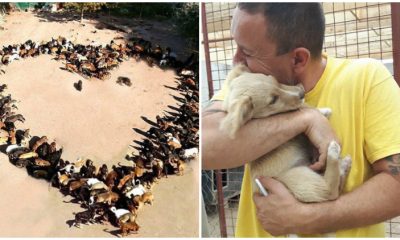 More Than 750 Dogs Are Being Cared For by a Dedicated Man at His Shelter