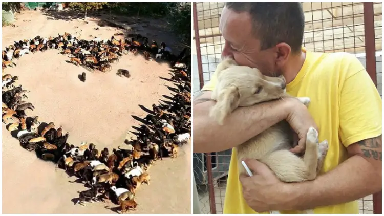 More Than 750 Dogs Are Being Cared For by a Dedicated Man at His Shelter
