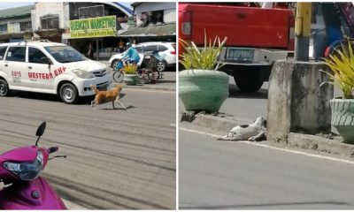 Mother Dog's Frantic Efforts, Barking and Running Into Traffic