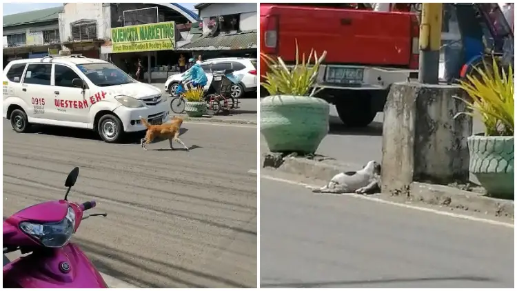 Mother Dog's Frantic Efforts, Barking and Running Into Traffic