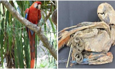 Mummified Birds Transported Hundreds of Miles Alive Across the World's Longest Mountain Range