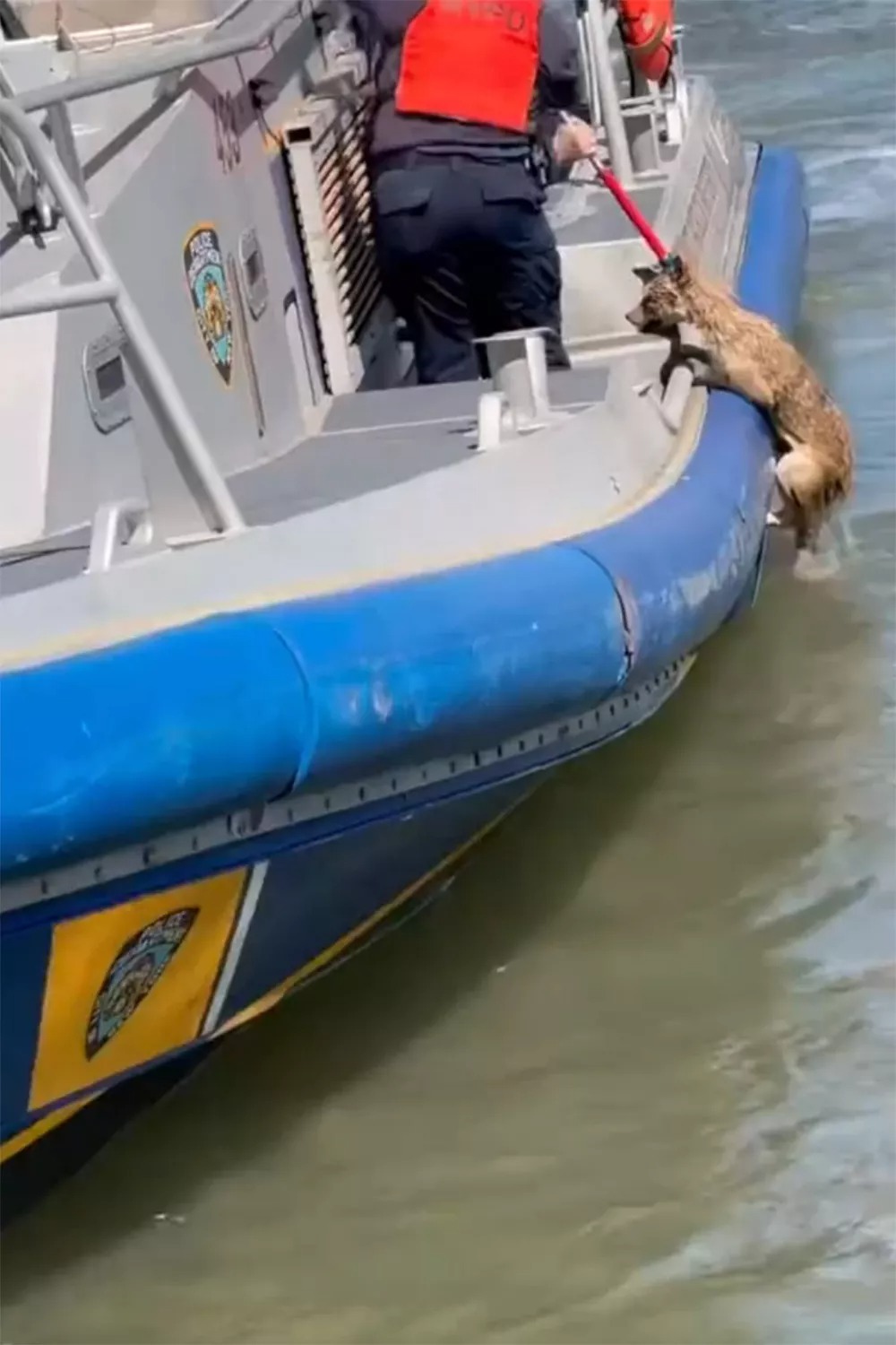 New York City Police Successfully Rescued a "Distressed" Coyote from The East River