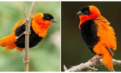 No Other Bird Has a Feathered Covering as Significant as the Chunky Orange-and-black Bird in The World