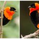 No Other Bird Has a Feathered Covering as Significant as the Chunky Orange-and-black Bird in The World