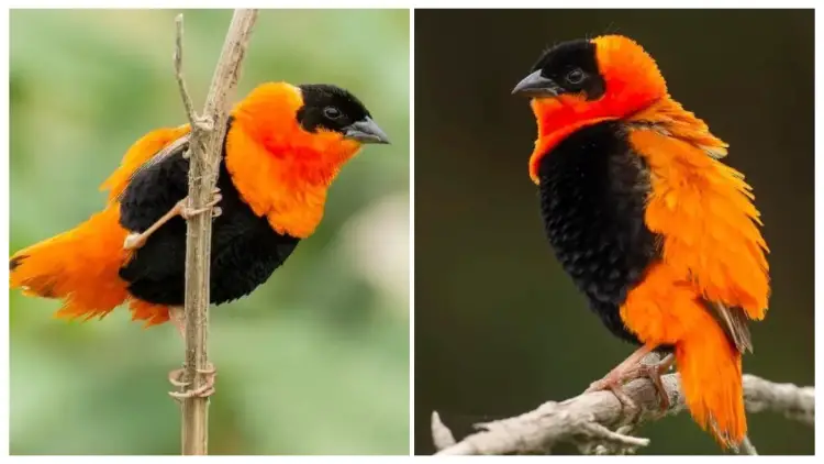 No Other Bird Has a Feathered Covering as Significant as the Chunky Orange-and-black Bird in The World