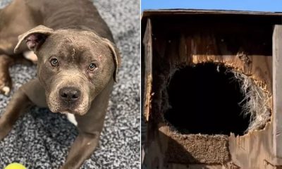 Oklahoma Rescuer Saved Dog Abandoned in Sealed Wooden Box, Officially Adopts Him