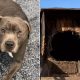 Oklahoma Rescuer Saved Dog Abandoned in Sealed Wooden Box, Officially Adopts Him