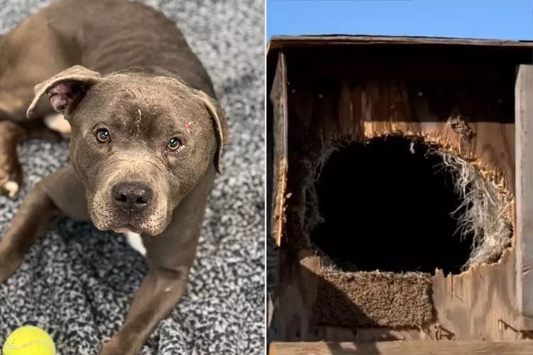 Oklahoma Rescuer Saved Dog Abandoned in Sealed Wooden Box, Officially Adopts Him