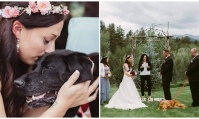 On Her Wedding Day, The Dog, Who Was Dying, Was Carried Down The Aisle By His Momma