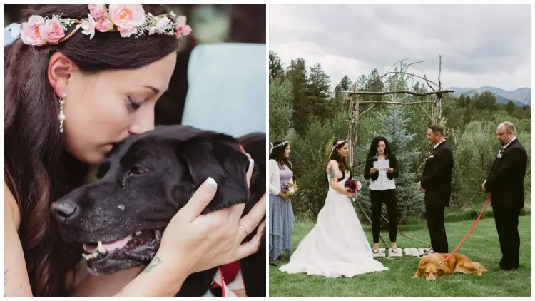 On Her Wedding Day, The Dog, Who Was Dying, Was Carried Down The Aisle By His Momma