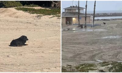 On The Beach, Lost Dog Patiently Stays and Hopeful for His Family Find Him