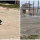 On The Beach, Lost Dog Patiently Stays and Hopeful for His Family Find Him