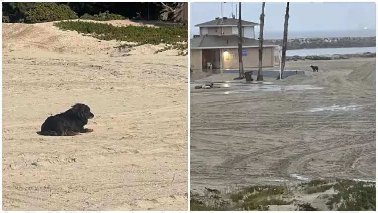 On The Beach, Lost Dog Patiently Stays and Hopeful for His Family Find Him