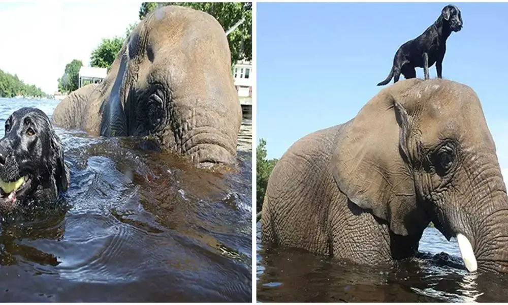 Orphaned Elephant Learned to Play Fetch from Its Labrador Friend Who Befriended It