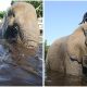 Orphaned Elephant Learned to Play Fetch from Its Labrador Friend Who Befriended It