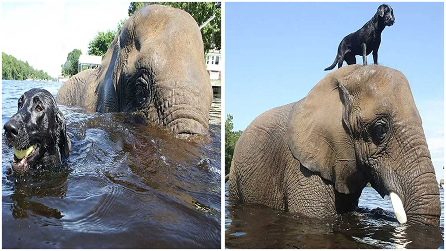 Orphaned Elephant Learned to Play Fetch from Its Labrador Friend Who Befriended It