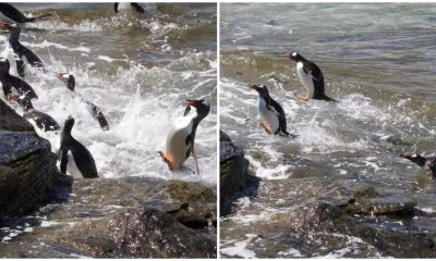 Penguin's Attempt to Impress a Photographer Yields Amusing Results