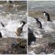 Penguin's Attempt to Impress a Photographer Yields Amusing Results