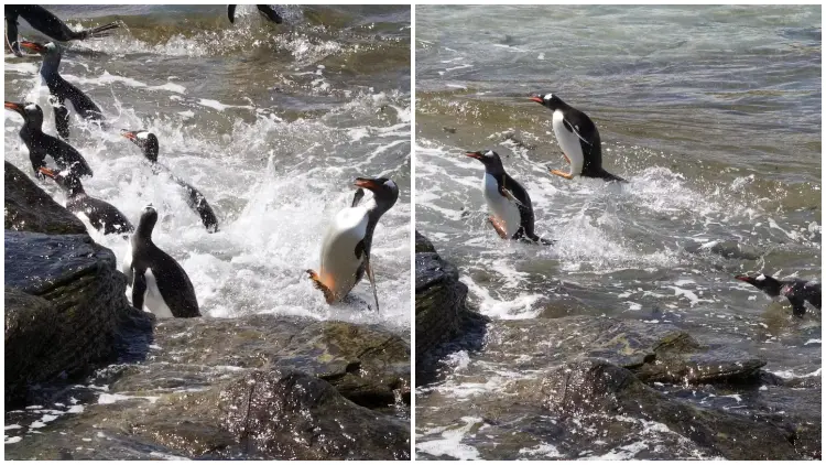 Penguin's Attempt to Impress a Photographer Yields Amusing Results