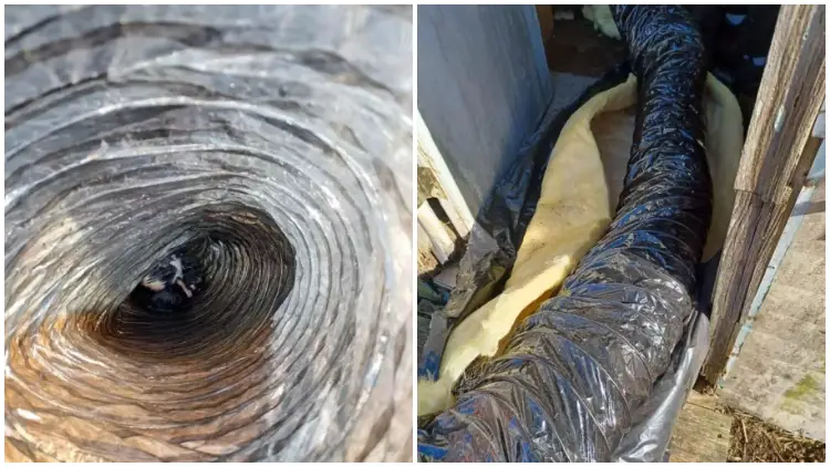 People Hear Cries from Discarded Tube, Find The Surprising Thing