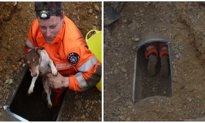 People Rescued a Trapped Dog from an Underground Pipe after Hearing Noises and Screams from The Drain