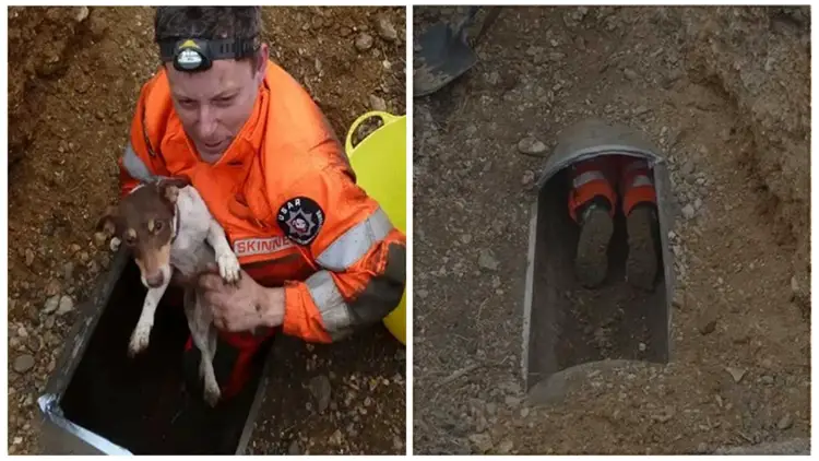 People Rescued a Trapped Dog from an Underground Pipe after Hearing Noises and Screams from The Drain
