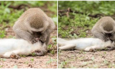 Photographer Captured The Heartwarming Moment When Monkey Gave Its Friend Mouth-to-mouth Resuscitation