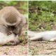 Photographer Captured The Heartwarming Moment When Monkey Gave Its Friend Mouth-to-mouth Resuscitation