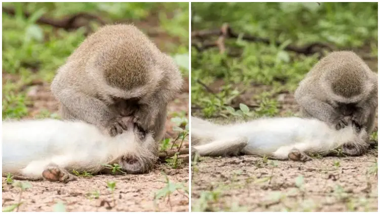 Photographer Captured The Heartwarming Moment When Monkey Gave Its Friend Mouth-to-mouth Resuscitation
